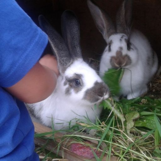 hasen