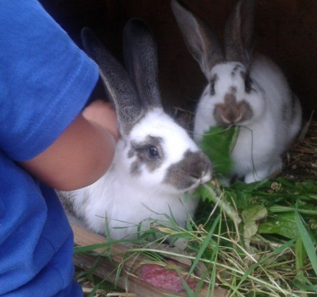 hasen